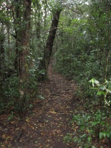 Monteverde 14      